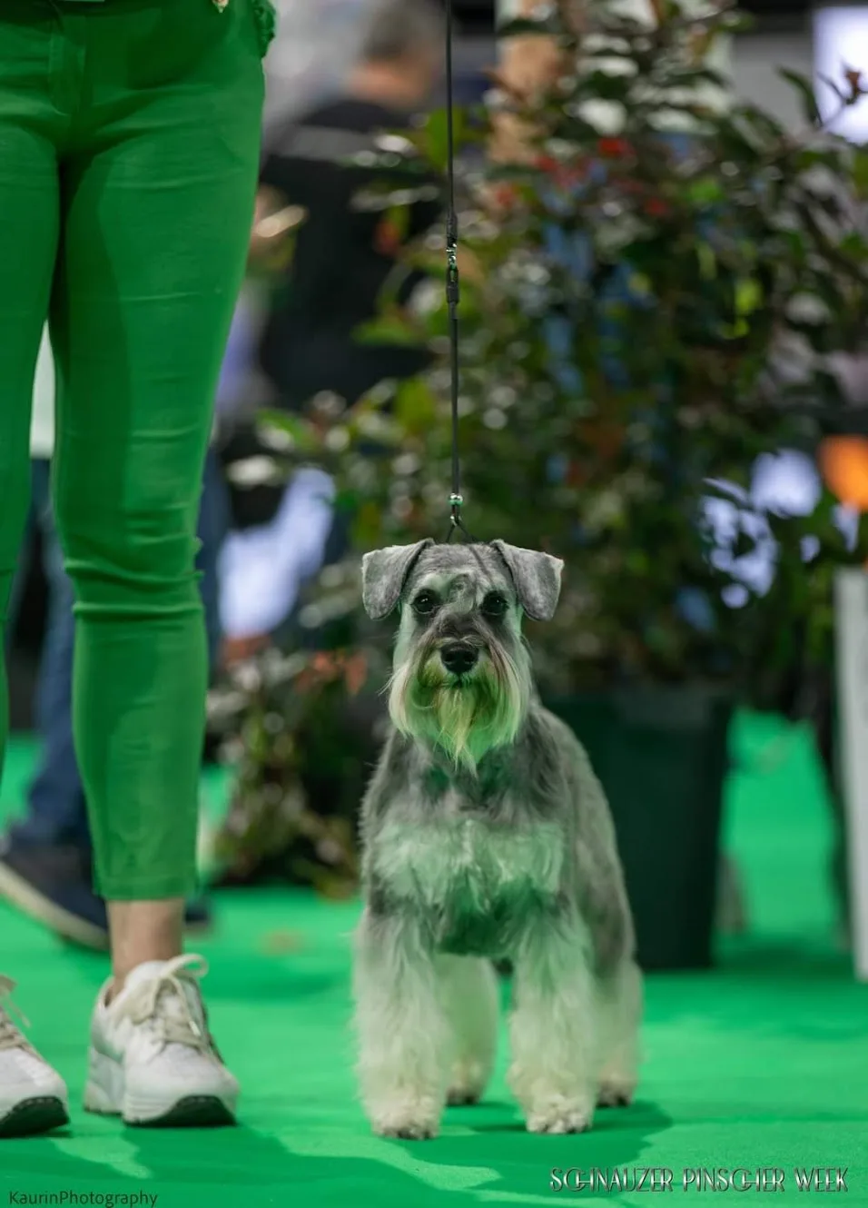 A salt and pepper miniature schnauzer at a dog show