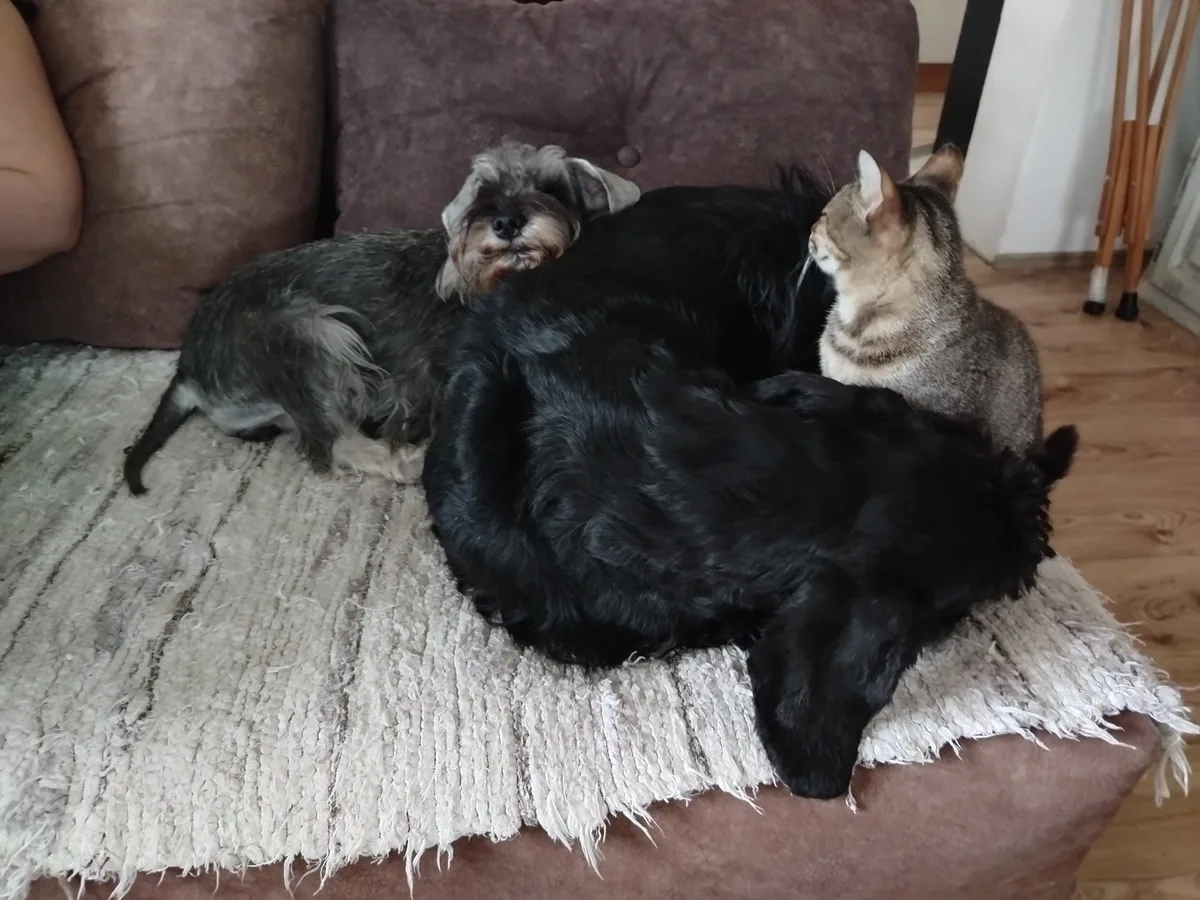 Dogs and a cat on the sofa