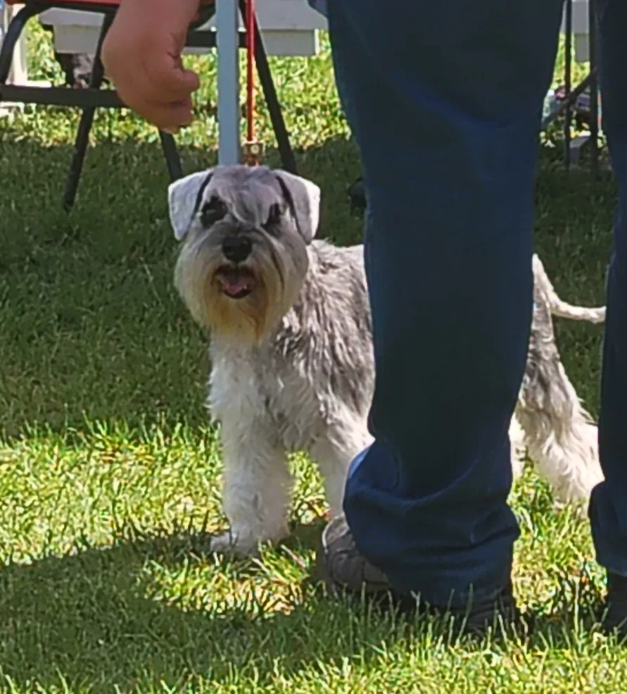 A salt and pepper miniature schnauzer outdoors