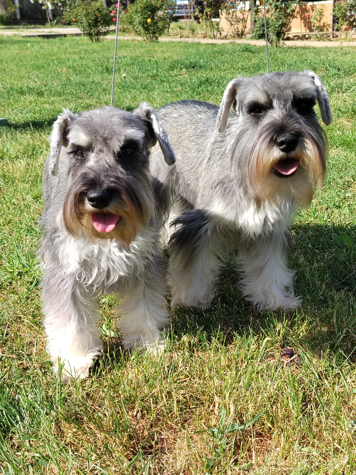 Two miniature schnauzers in the grass