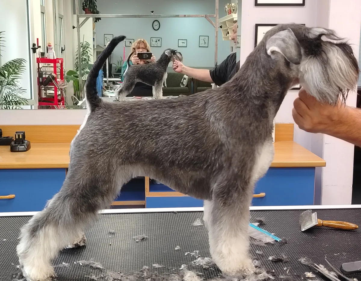 A miniature schnauzer being trimmed
