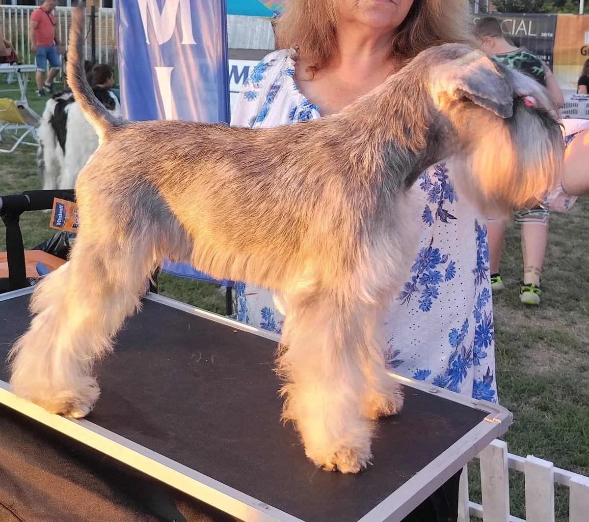 A miniature schnauzer on the trimming table