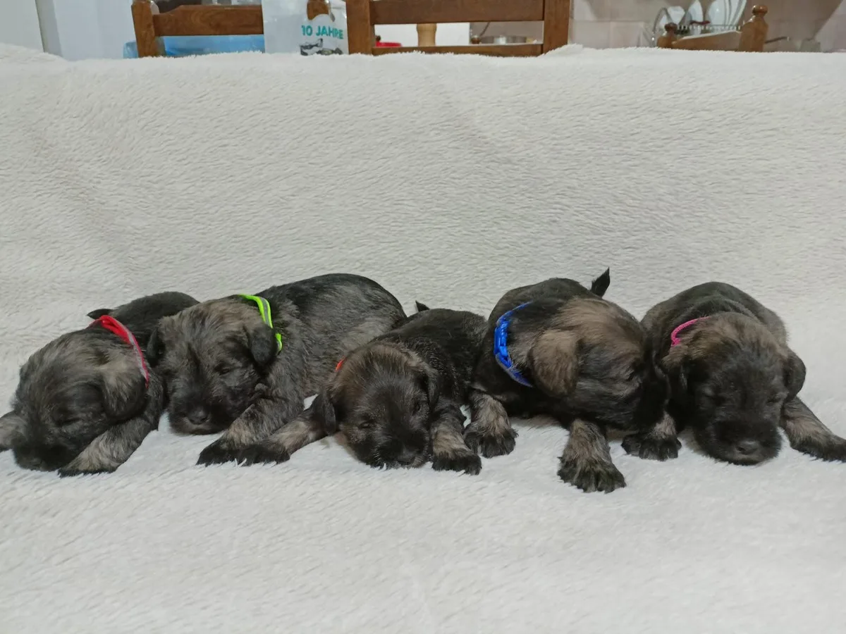 A litter of miniature schnauzer puppies