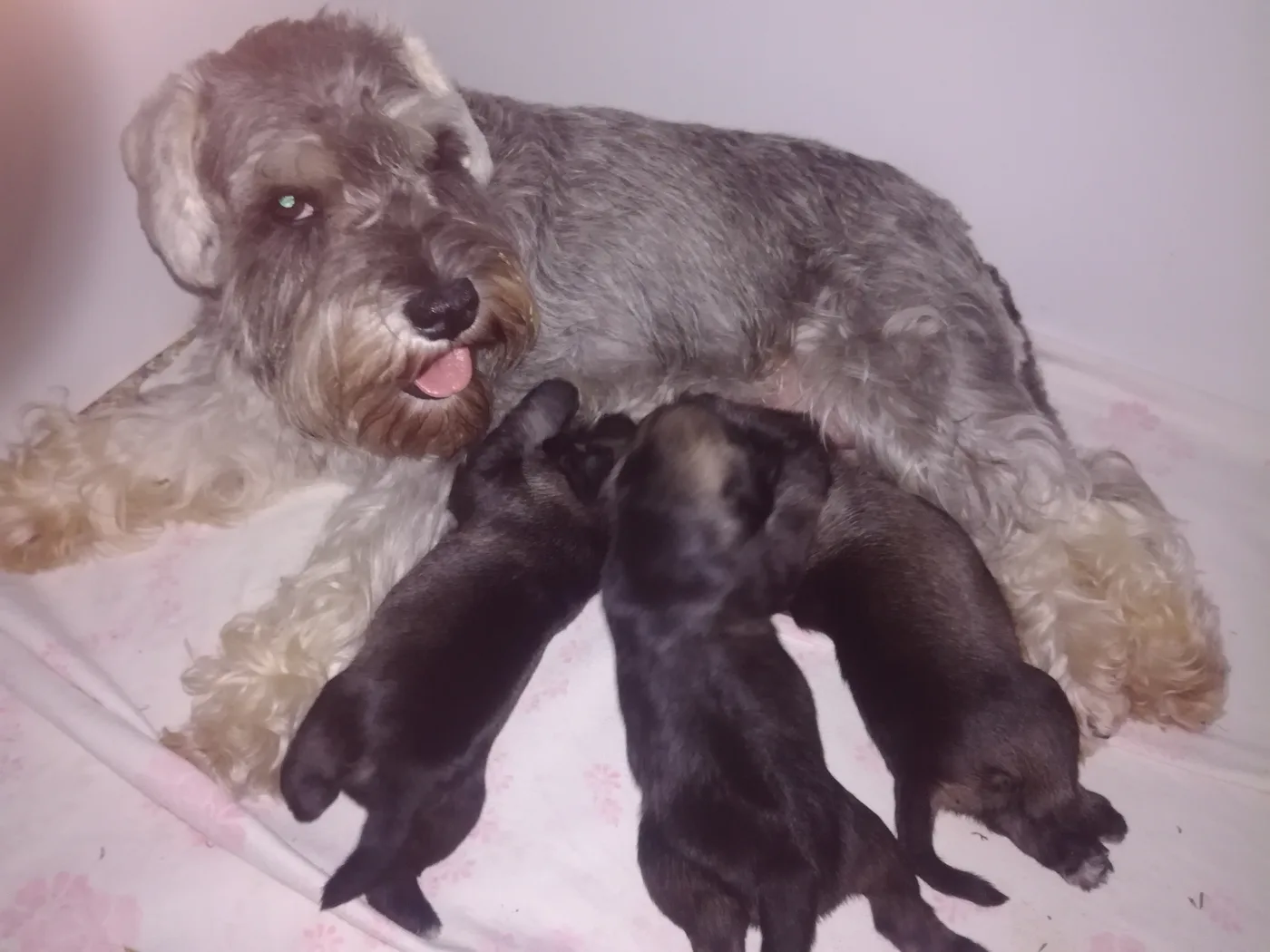 Planned litters