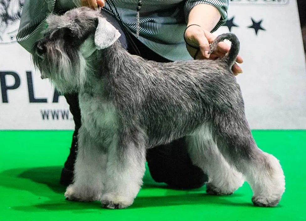 Donna Lady of SmartPaws House