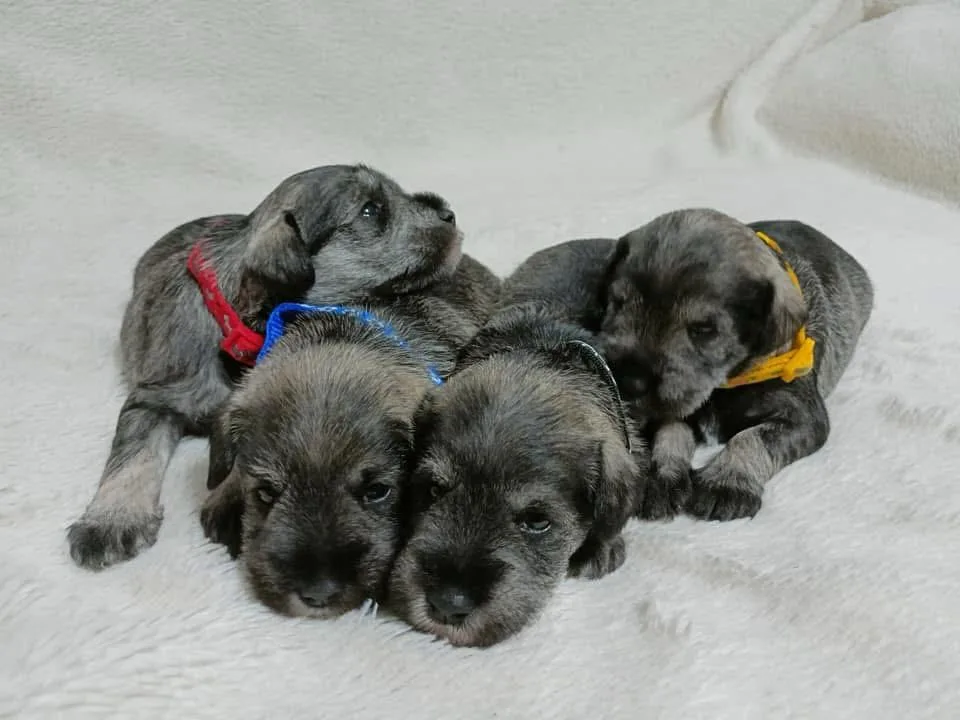 Miniature schnauzer puppies in the litter