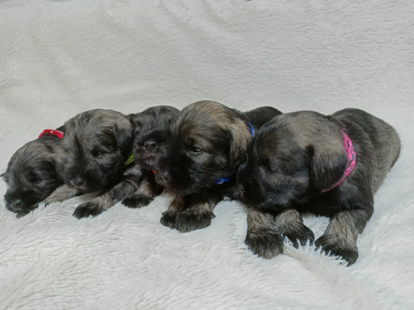 Newborn miniature schnauzer puppies