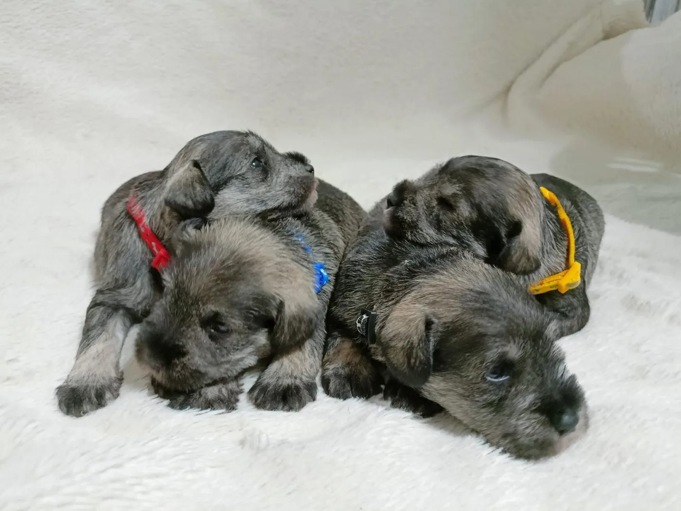 A litter of salt and pepper miniature schnauzer puppies