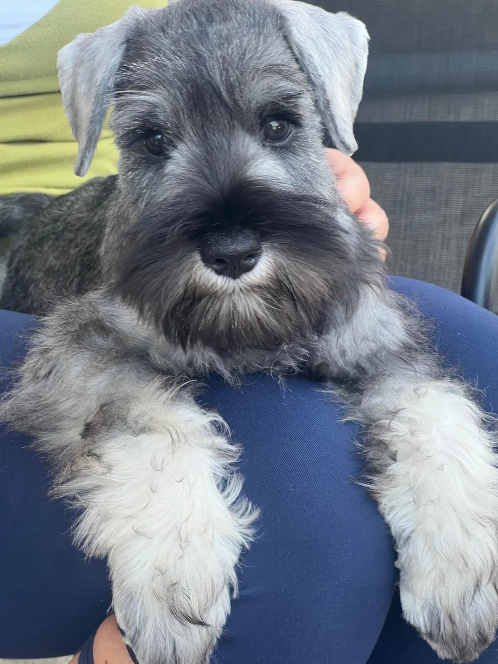A two-month-old miniature schnauzer puppy