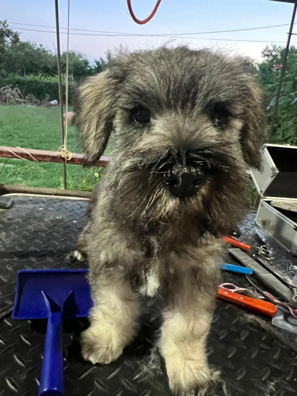 A young miniature schnauzer puppy