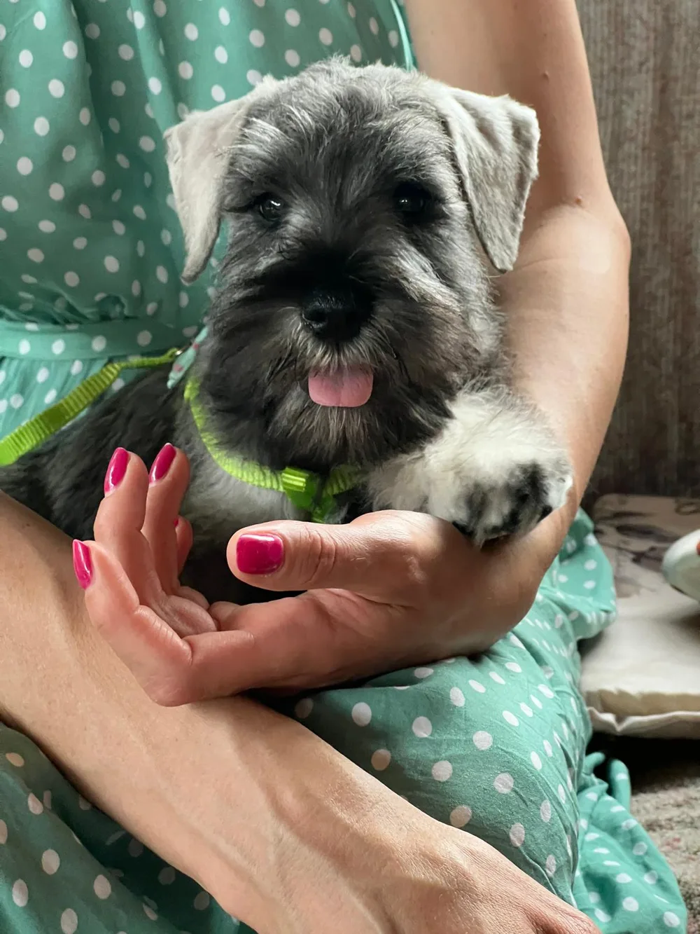A salt and pepper miniature schnauzer puppy